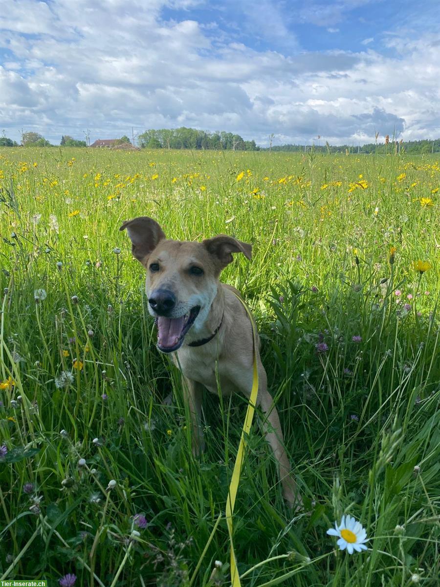GRATIS: Strassenhund aus Mexiko sucht ein Zuhause