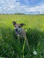 GRATIS: Strassenhund aus Mexiko sucht ein Zuhause