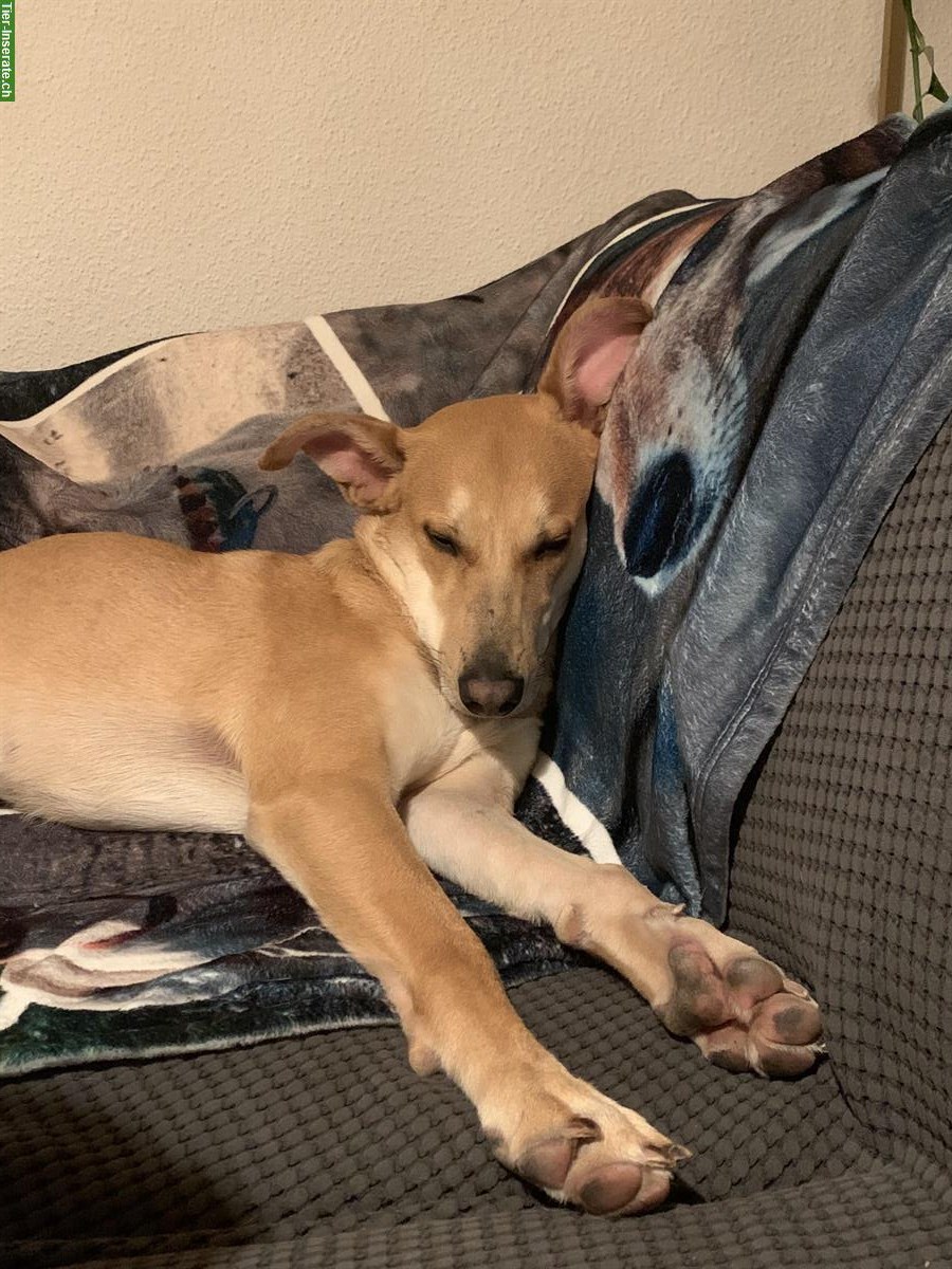 Bild 2: GRATIS: Strassenhund aus Mexiko sucht ein Zuhause