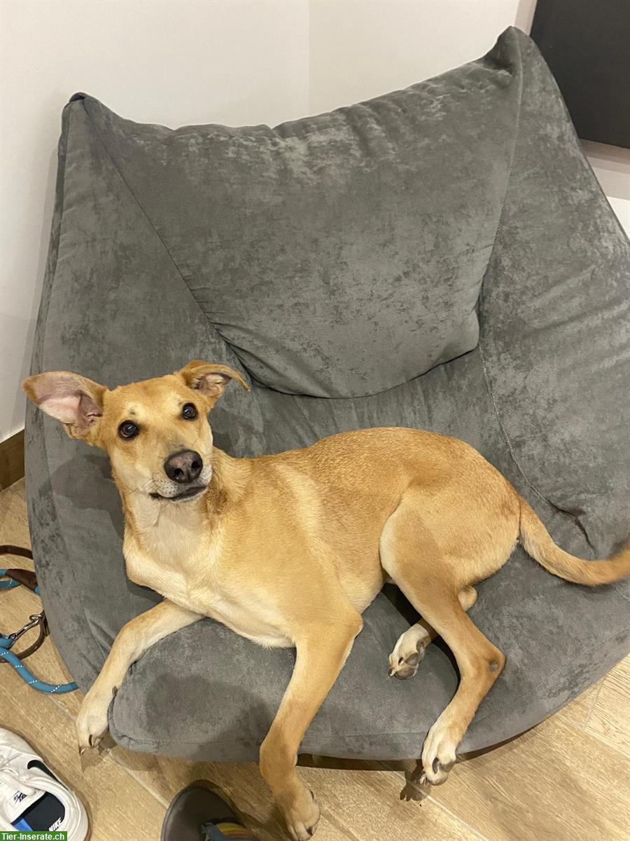 Bild 4: GRATIS: Strassenhund aus Mexiko sucht ein Zuhause