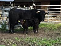 Zahme Welsh Black Kuh mit Kalb