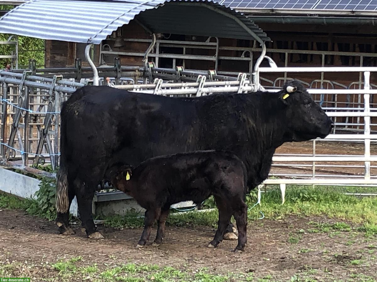 Bild 2: Zahme Welsh Black Kuh mit Kalb