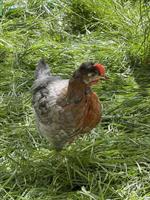 Araucana x Marans Junghahn, 6 Wochen alt