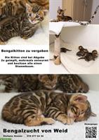 Junge Bengal Kitten zu vergeben