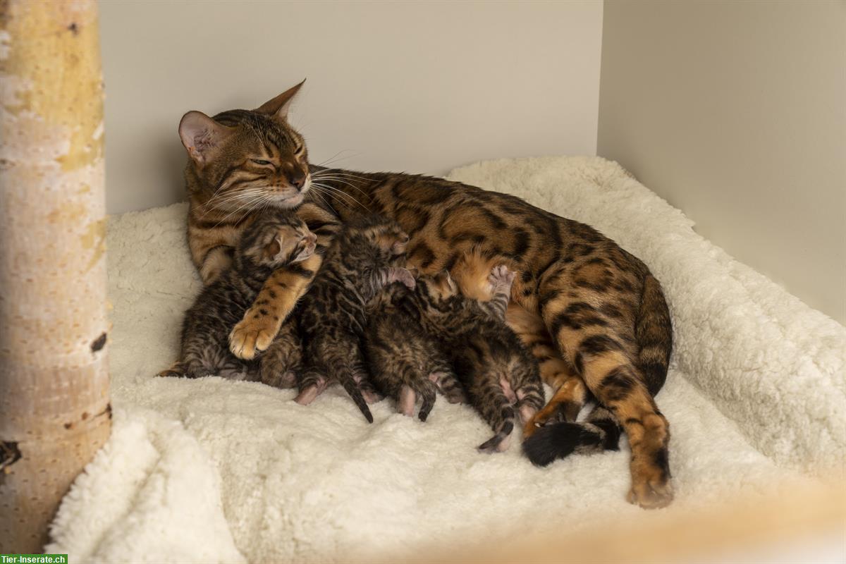 Bild 2: Junge Bengal Kitten zu vergeben