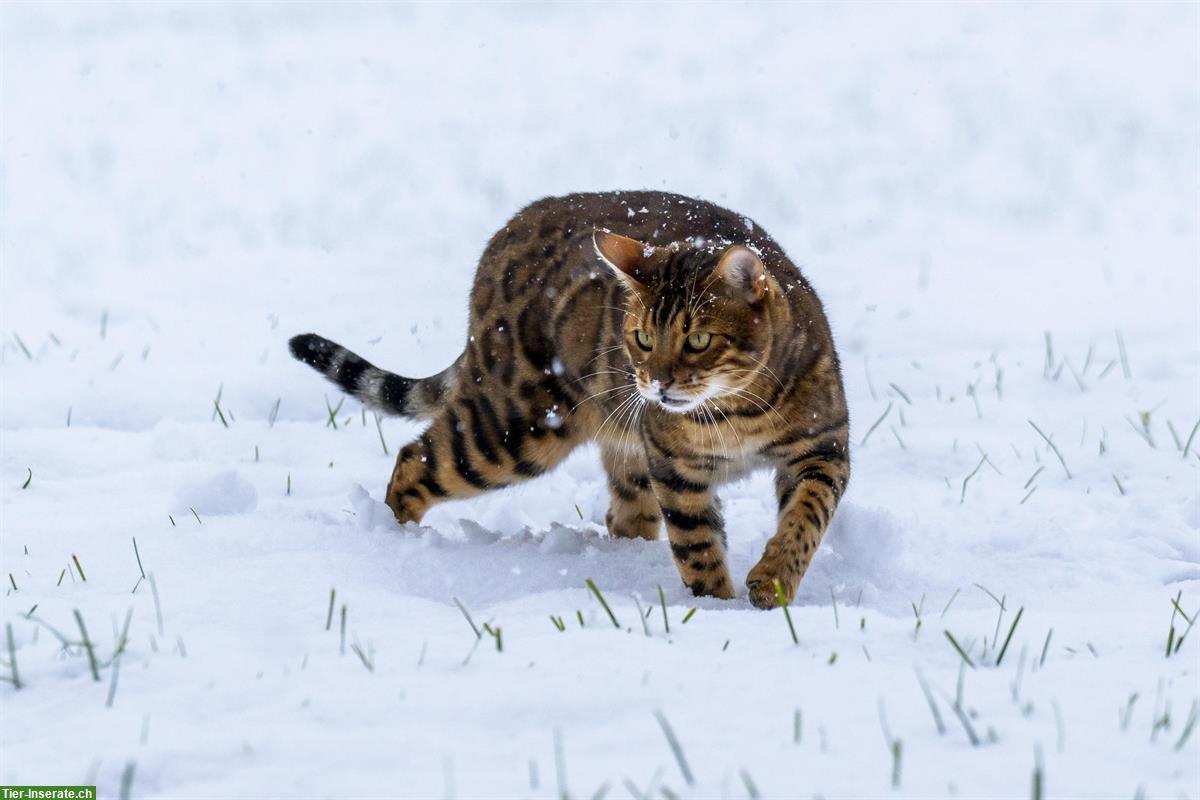 Bild 3: Junge Bengal Kitten zu vergeben