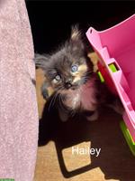 Sibirische Waldkatzen Kitten suchen ein Zuhause