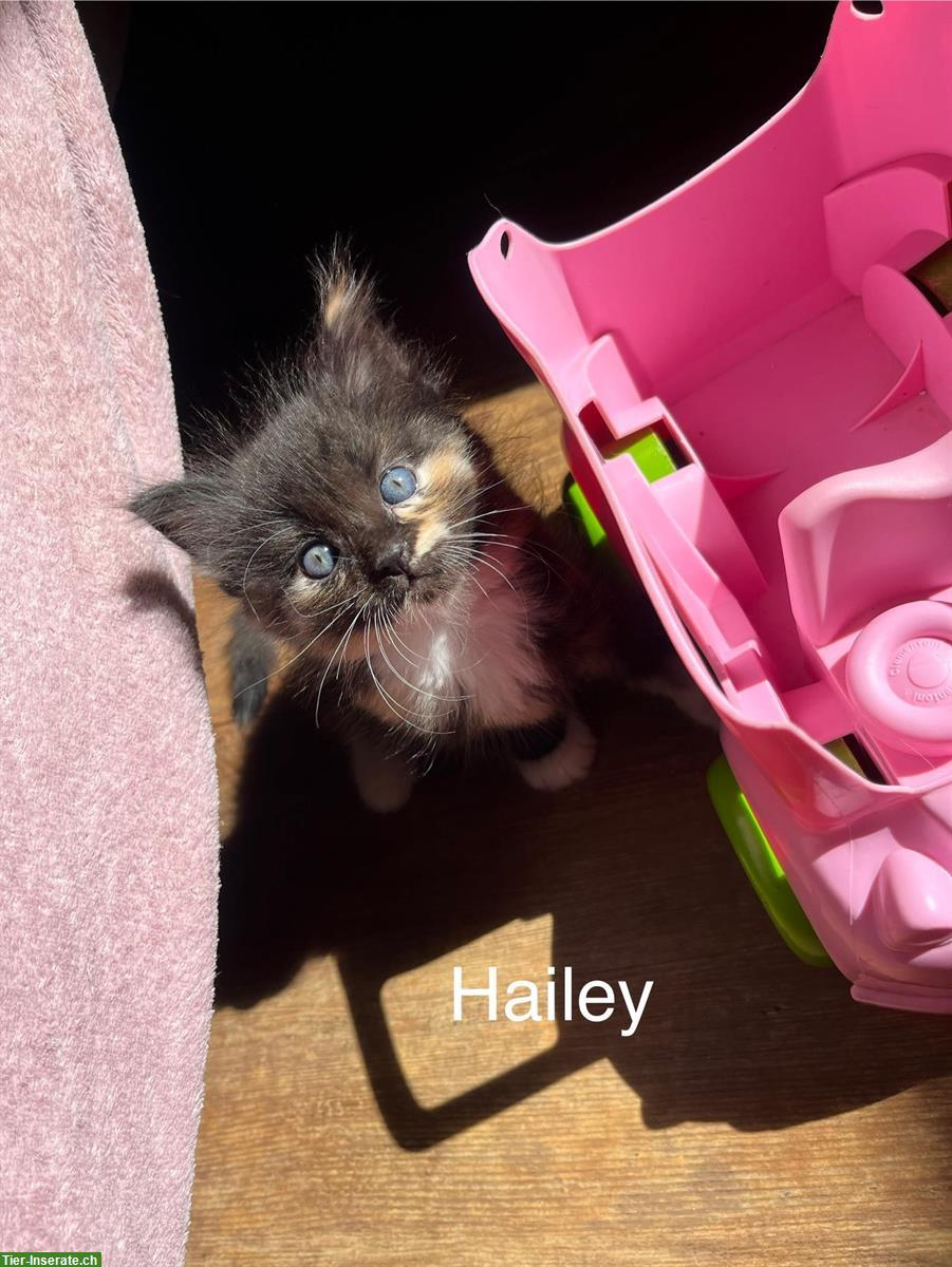 Bild 2: Sibirische Waldkatzen Kitten suchen ein Zuhause