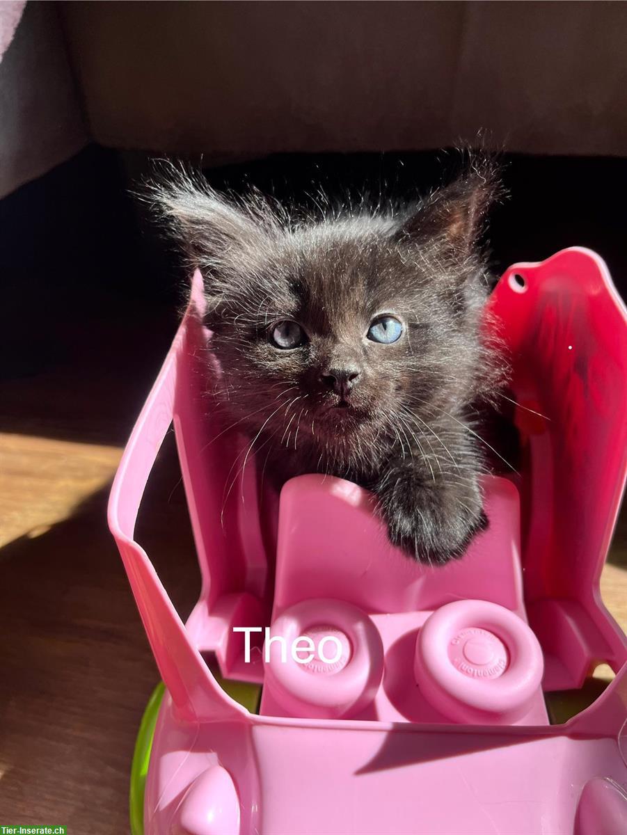 Bild 3: Sibirische Waldkatzen Kitten suchen ein Zuhause