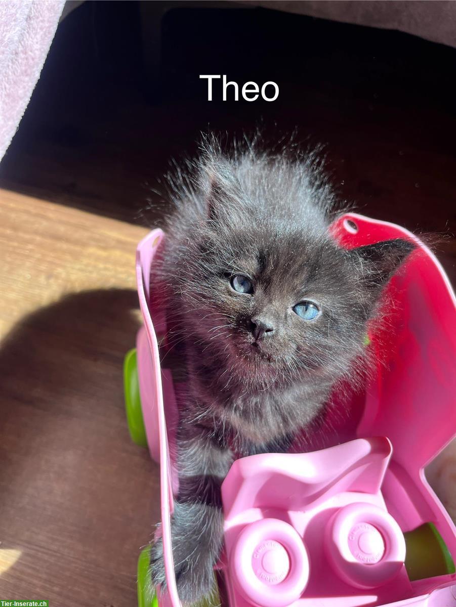 Bild 4: Sibirische Waldkatzen Kitten suchen ein Zuhause