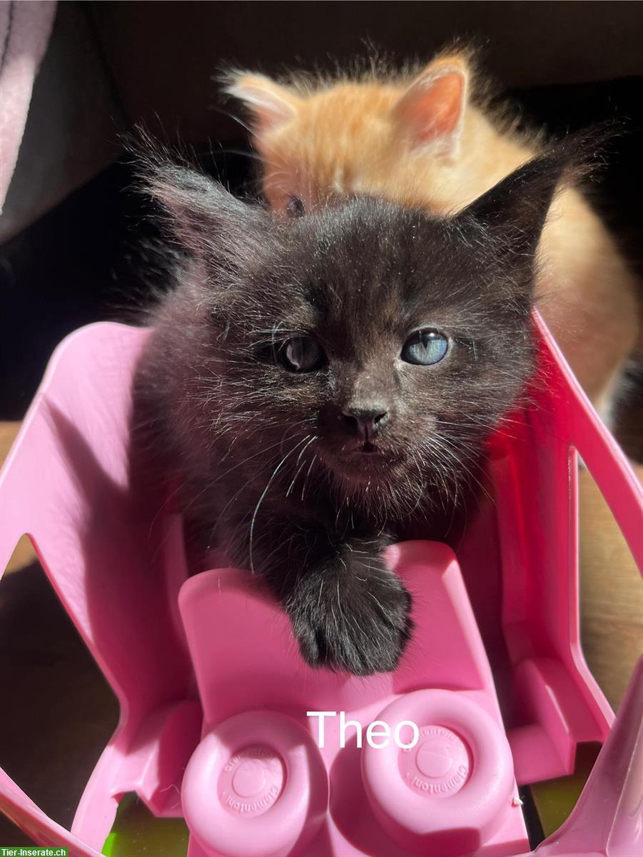 Bild 5: Sibirische Waldkatzen Kitten suchen ein Zuhause