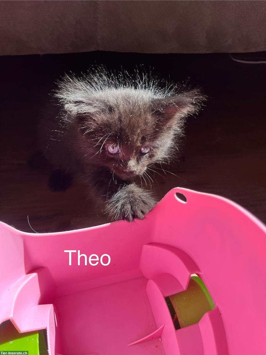 Bild 6: Sibirische Waldkatzen Kitten suchen ein Zuhause