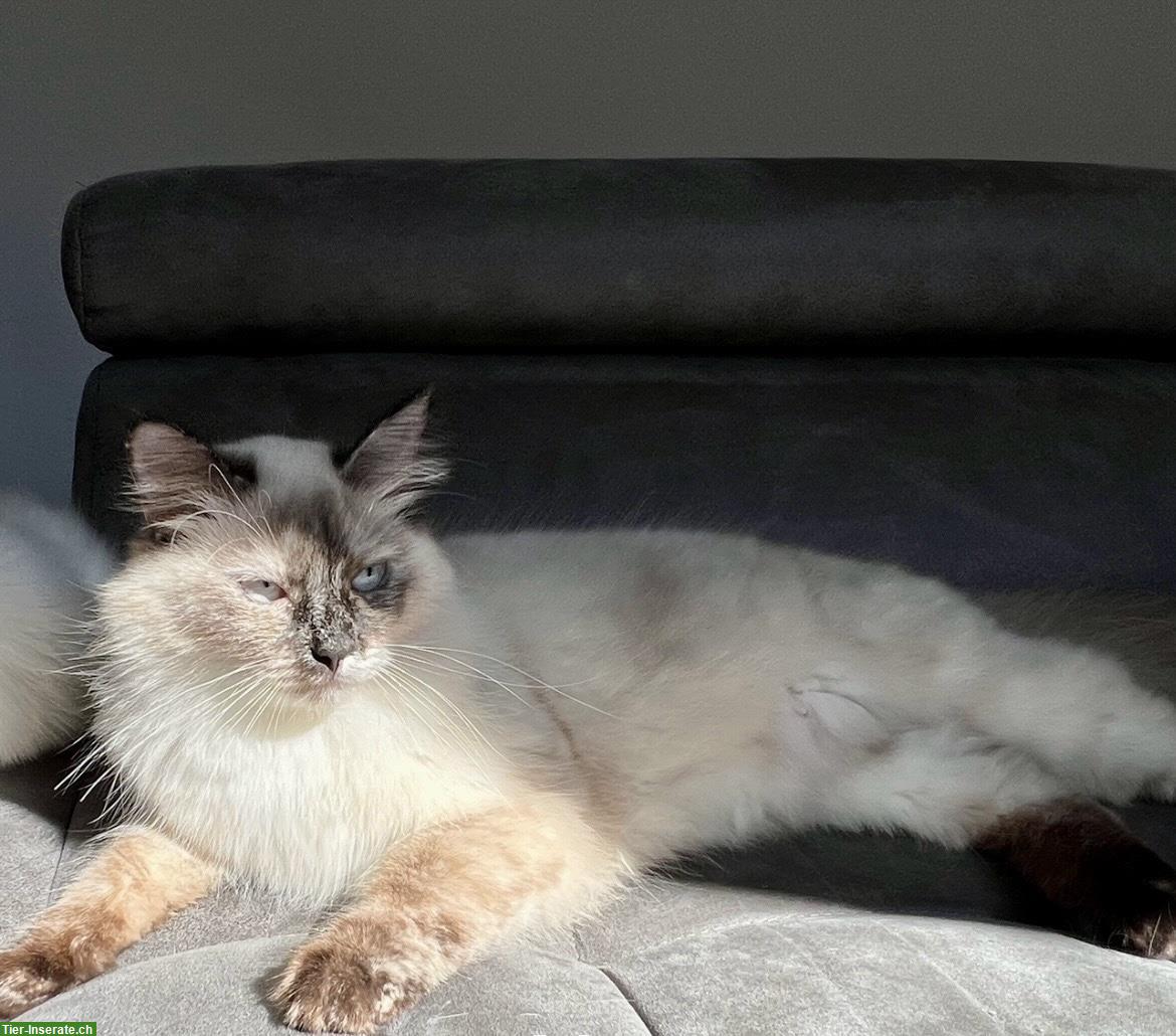 Bild 7: Sibirische Waldkatzen Kitten suchen ein Zuhause