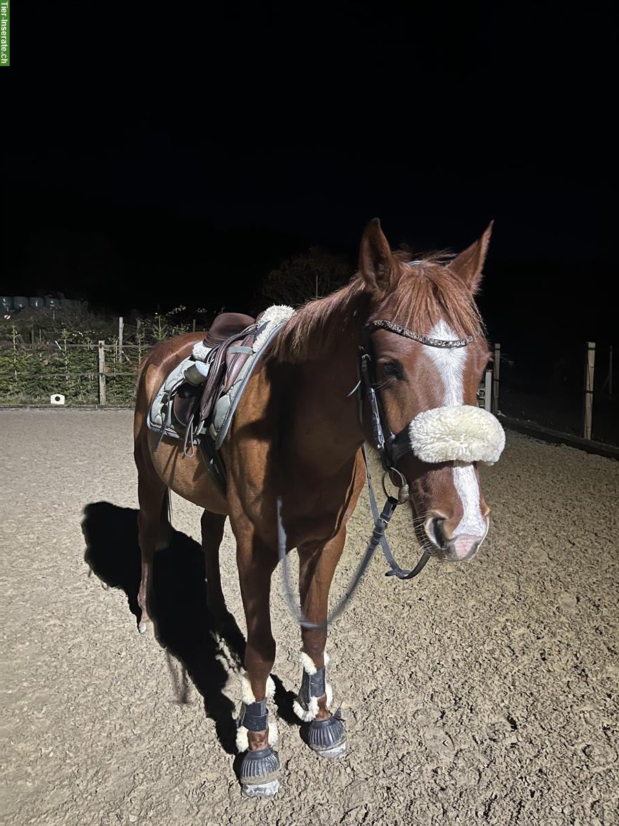 Bild 6: Sportliches Kleinpferd, Stute zu verkaufen