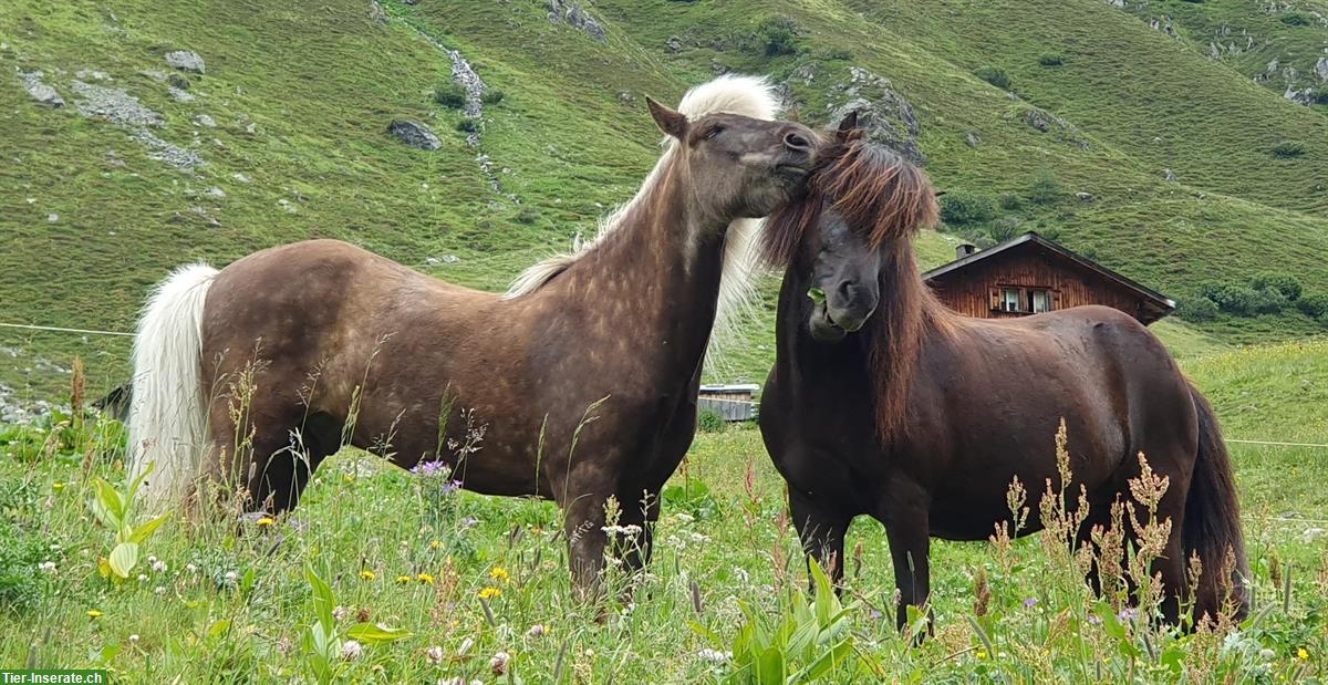 Biete Reitbeteiligung für Isländer in Rickenbach bei Ottenbach