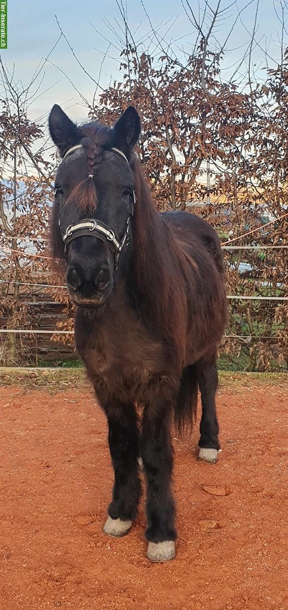 Bild 2: Biete Reitbeteiligung für Isländer in Rickenbach bei Ottenbach