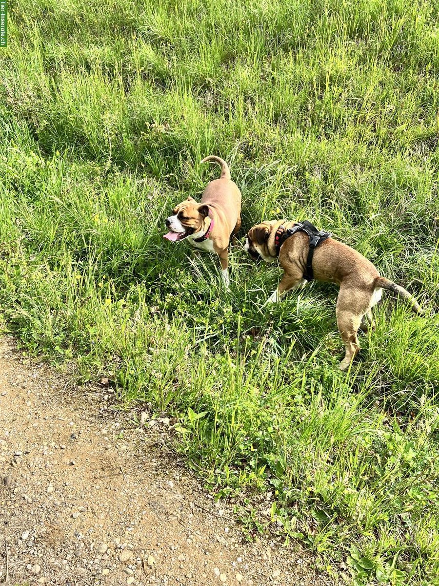 Bild 5: #my dog love: Professionelle Hundebetreuung mit Herz & Ausbildung