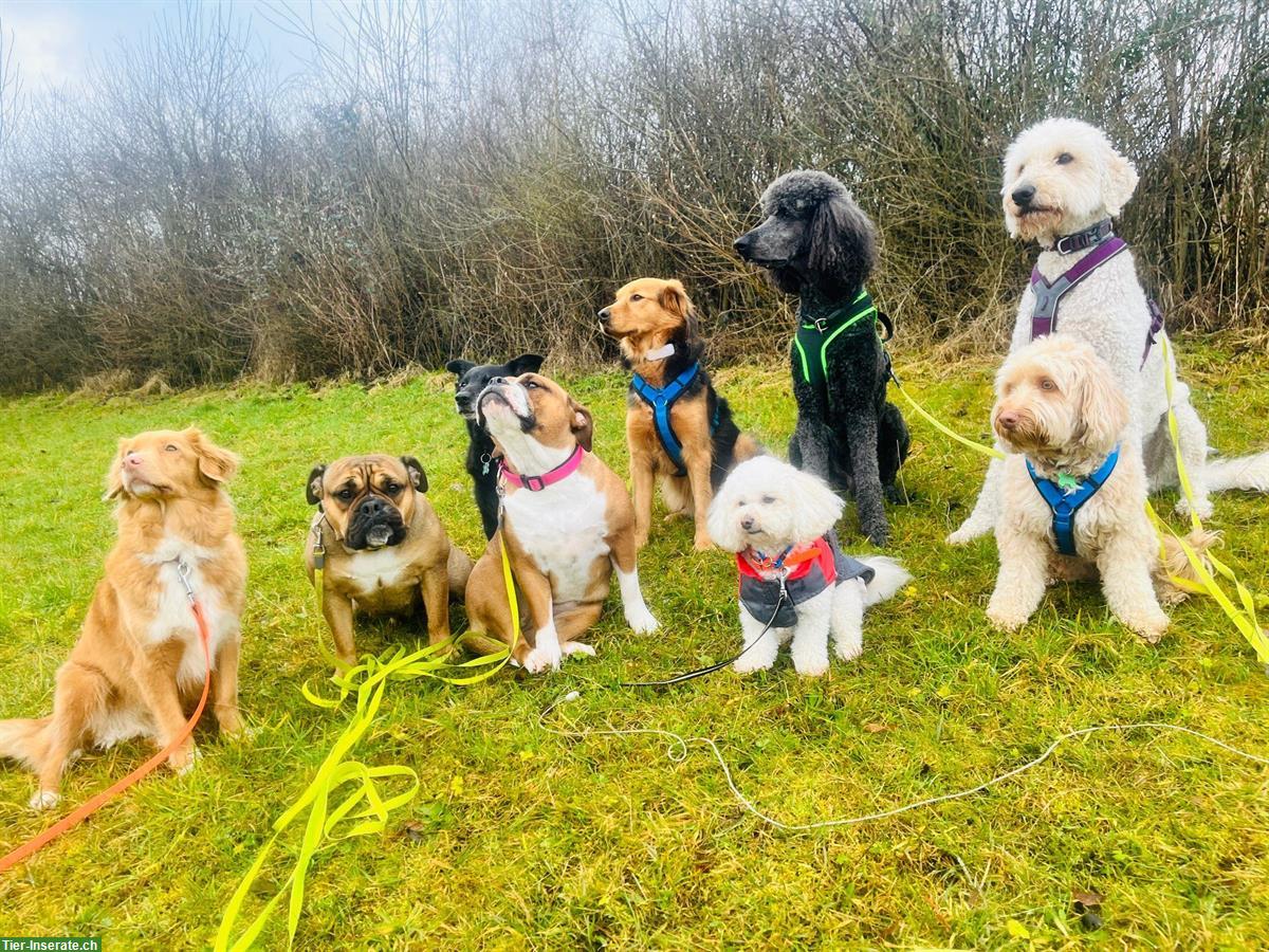 Bild 7: #my dog love: Professionelle Hundebetreuung mit Herz & Ausbildung