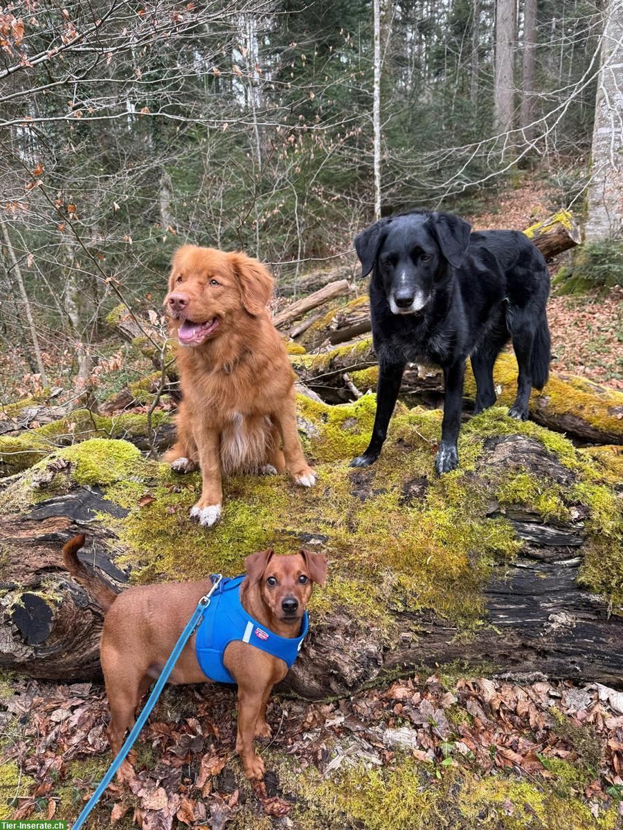 Hundelodge Bern | Hundebetreuung & Hundetagesstätte