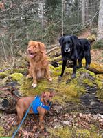Hundelodge Bern | Hundebetreuung & Hundetagesstätte