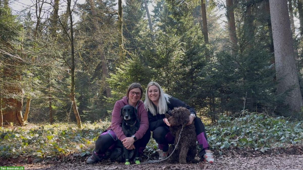 Bild 2: Hundelodge Bern | Hundebetreuung & Hundetagesstätte