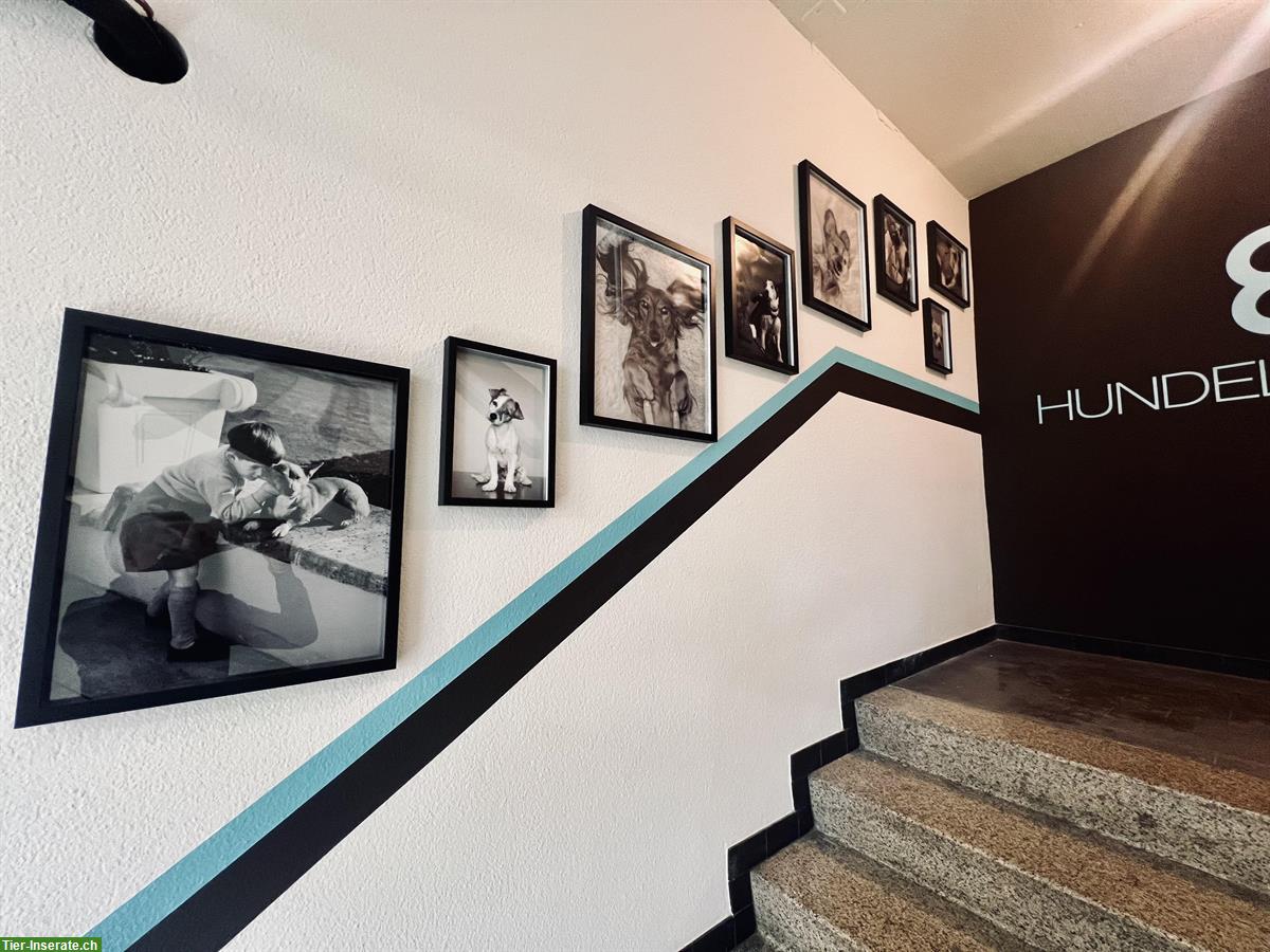 Bild 3: Hundelodge Bern | Hundebetreuung & Hundetagesstätte