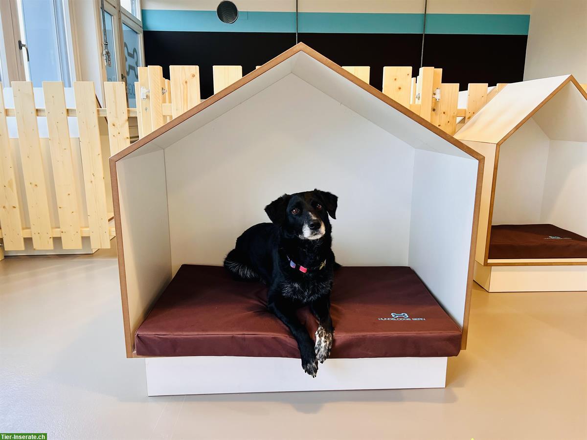 Bild 4: Hundelodge Bern | Hundebetreuung & Hundetagesstätte