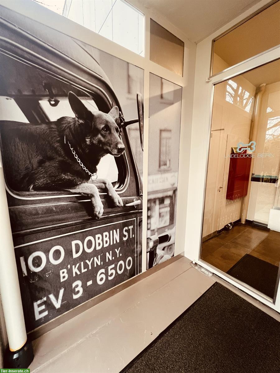 Bild 5: Hundelodge Bern | Hundebetreuung & Hundetagesstätte