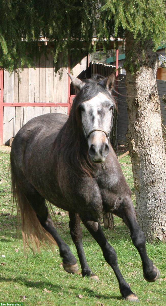 Sehr liebe Lusitano Stute zu verkaufen