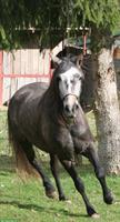 Sehr liebe Lusitano Stute zu verkaufen