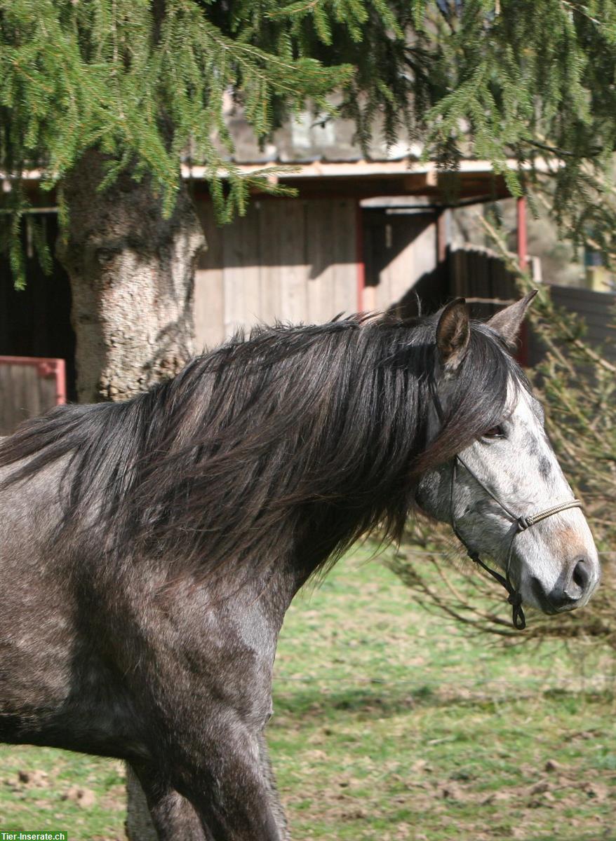 Bild 10: Sehr liebe Lusitano Stute zu verkaufen