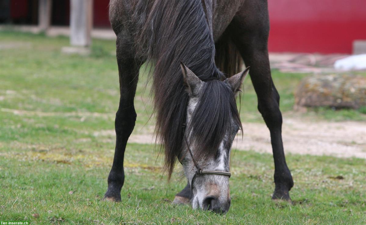 Bild 2: Sehr liebe Lusitano Stute zu verkaufen