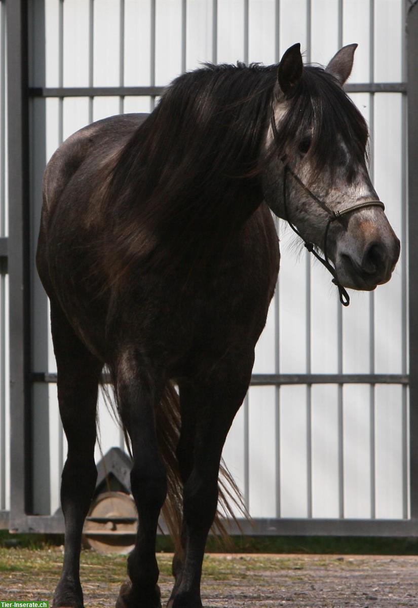 Bild 3: Sehr liebe Lusitano Stute zu verkaufen