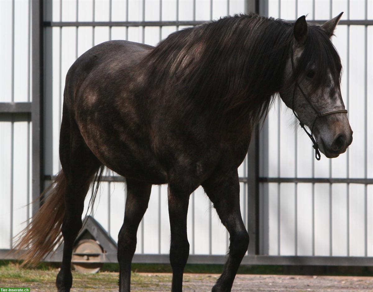 Bild 4: Sehr liebe Lusitano Stute zu verkaufen