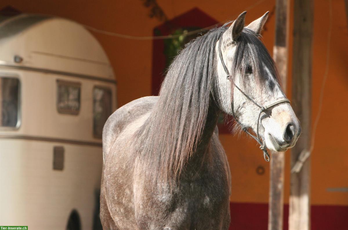 Bild 5: Sehr liebe Lusitano Stute zu verkaufen