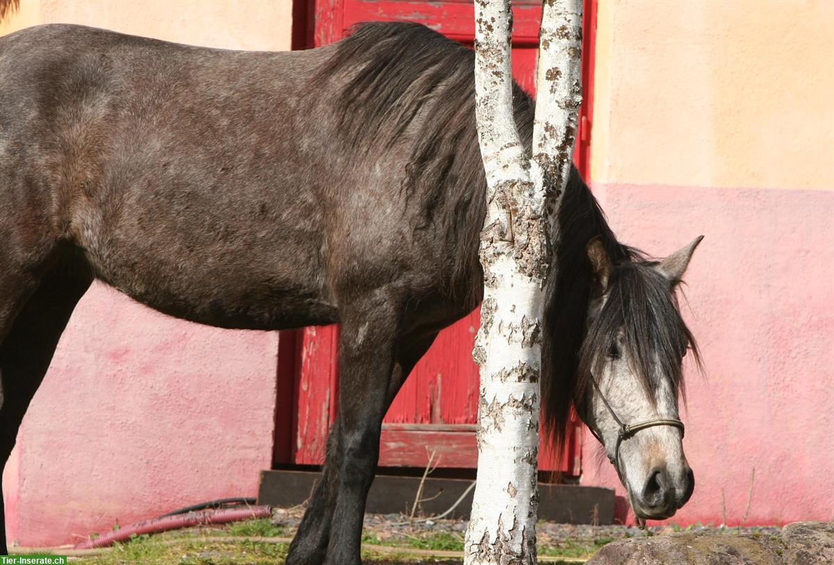 Bild 6: Sehr liebe Lusitano Stute zu verkaufen