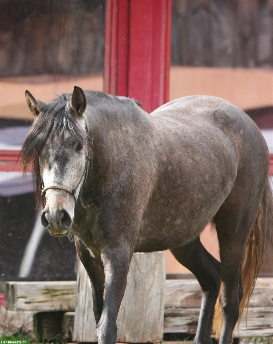 Bild 8: Sehr liebe Lusitano Stute zu verkaufen
