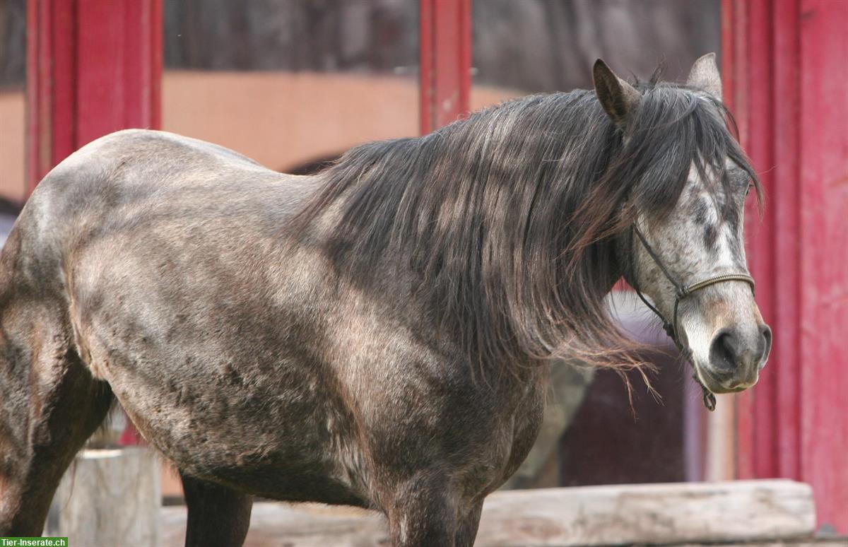 Bild 9: Sehr liebe Lusitano Stute zu verkaufen