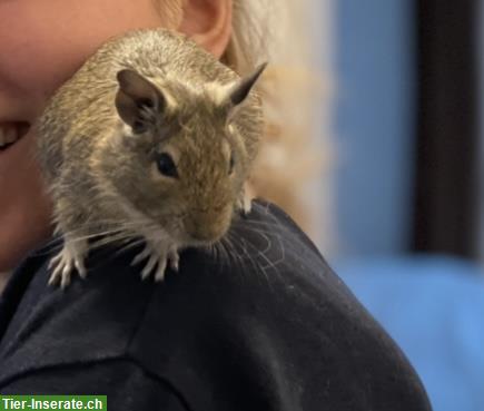 2 männliche Degus, handzahm, ca. 2-jährig