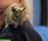 2 männliche Degus, handzahm, ca. 2-jährig