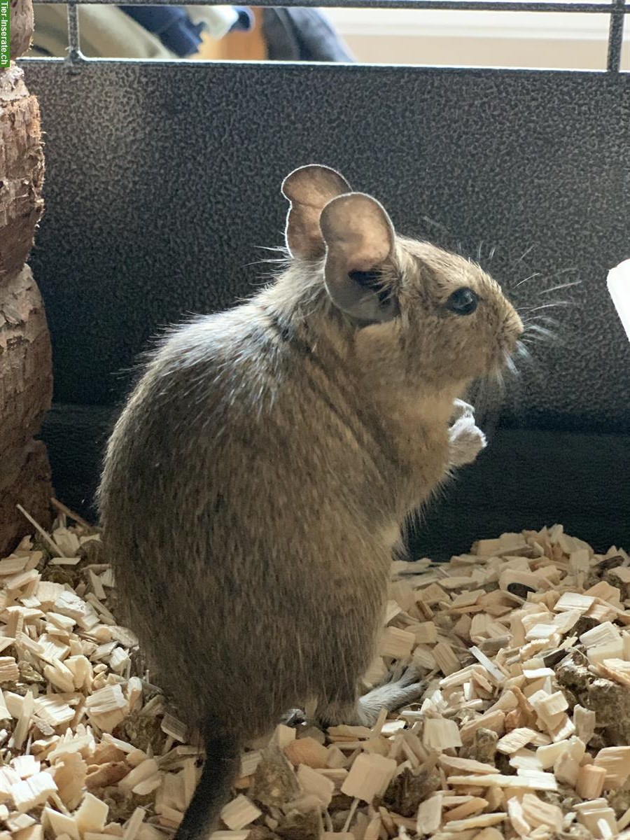 Bild 2: 2 männliche Degus, handzahm, ca. 2-jährig