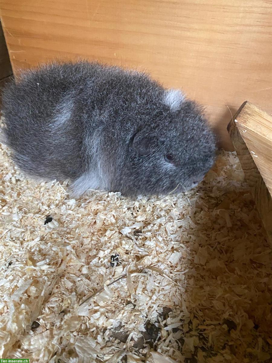 CH-Teddy Meerschweinchen sucht neues Zuhause