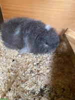CH-Teddy Meerschweinchen sucht neues Zuhause