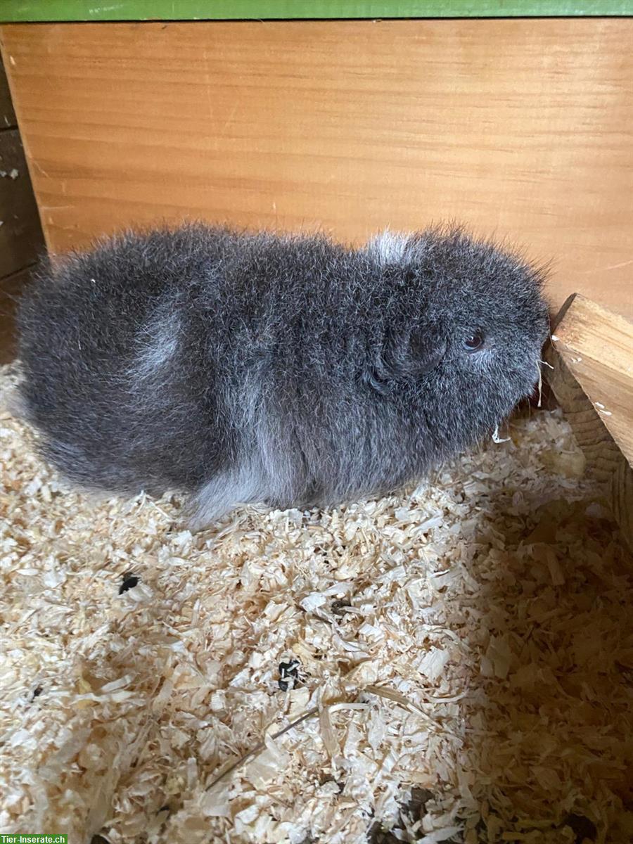 Bild 2: CH-Teddy Meerschweinchen sucht neues Zuhause