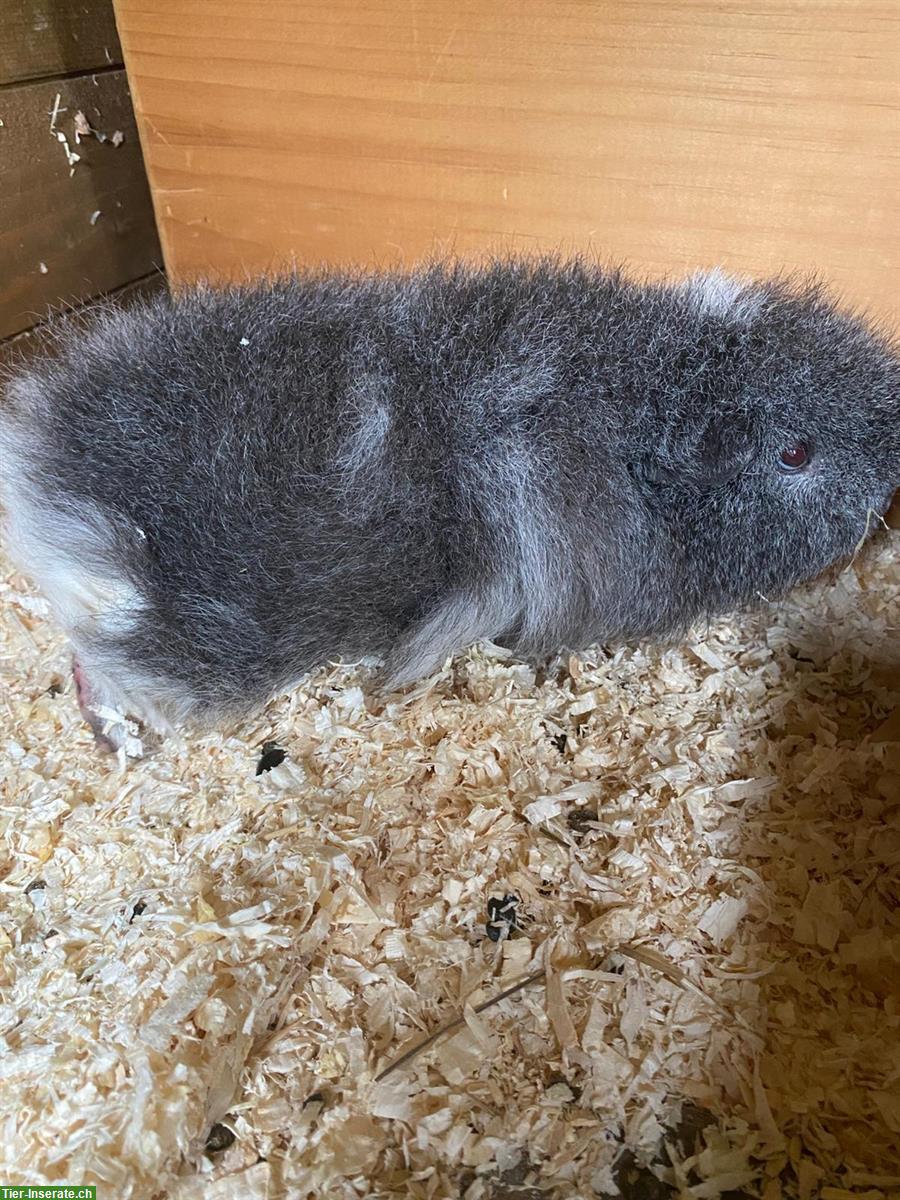 Bild 3: CH-Teddy Meerschweinchen sucht neues Zuhause