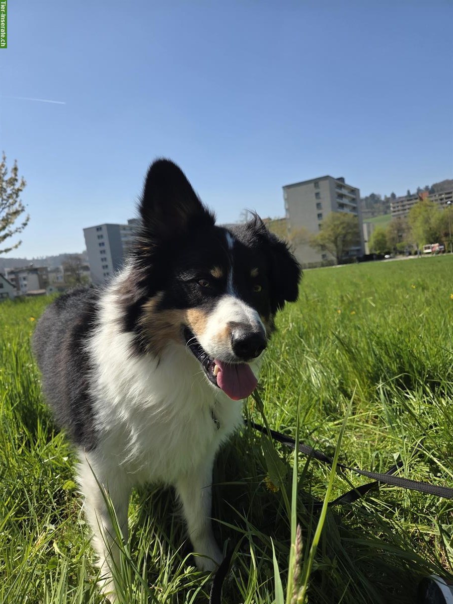 Border Collie Rüde sucht erfahrenes Zuhause