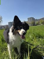 Border Collie Rüde sucht erfahrenes Zuhause