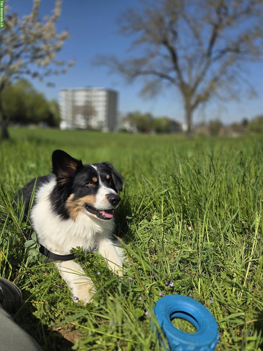 Bild 2: Border Collie Rüde sucht erfahrenes Zuhause