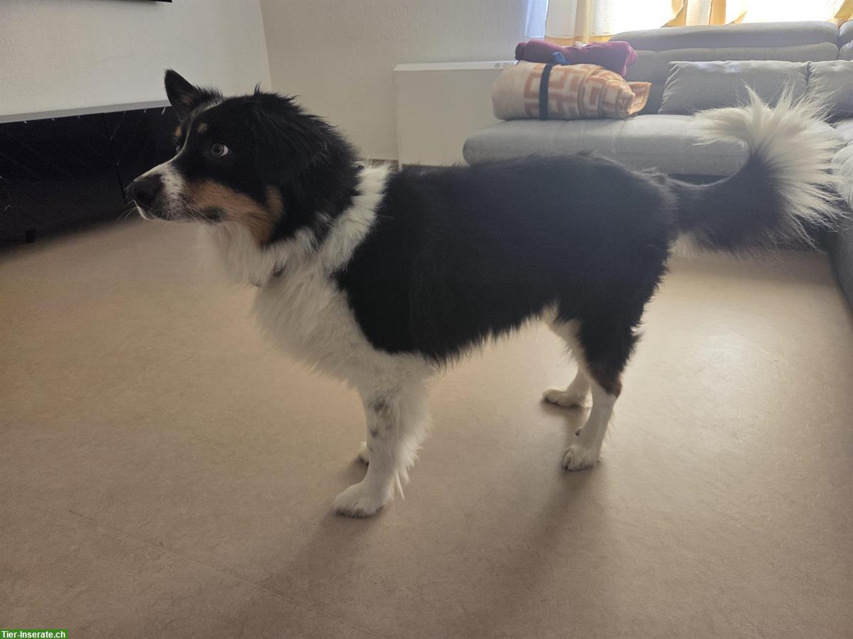 Bild 3: Border Collie Rüde sucht erfahrenes Zuhause