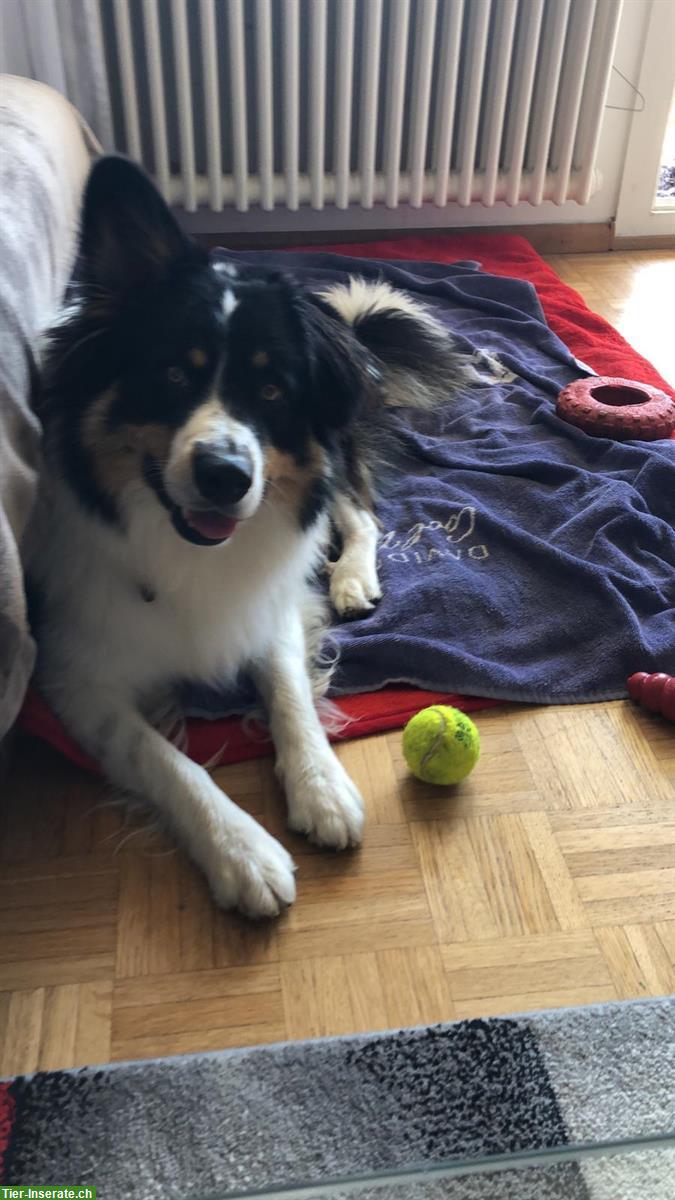 Bild 4: Border Collie Rüde sucht erfahrenes Zuhause